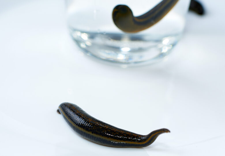 Where to get leeches and what to pay attention to?