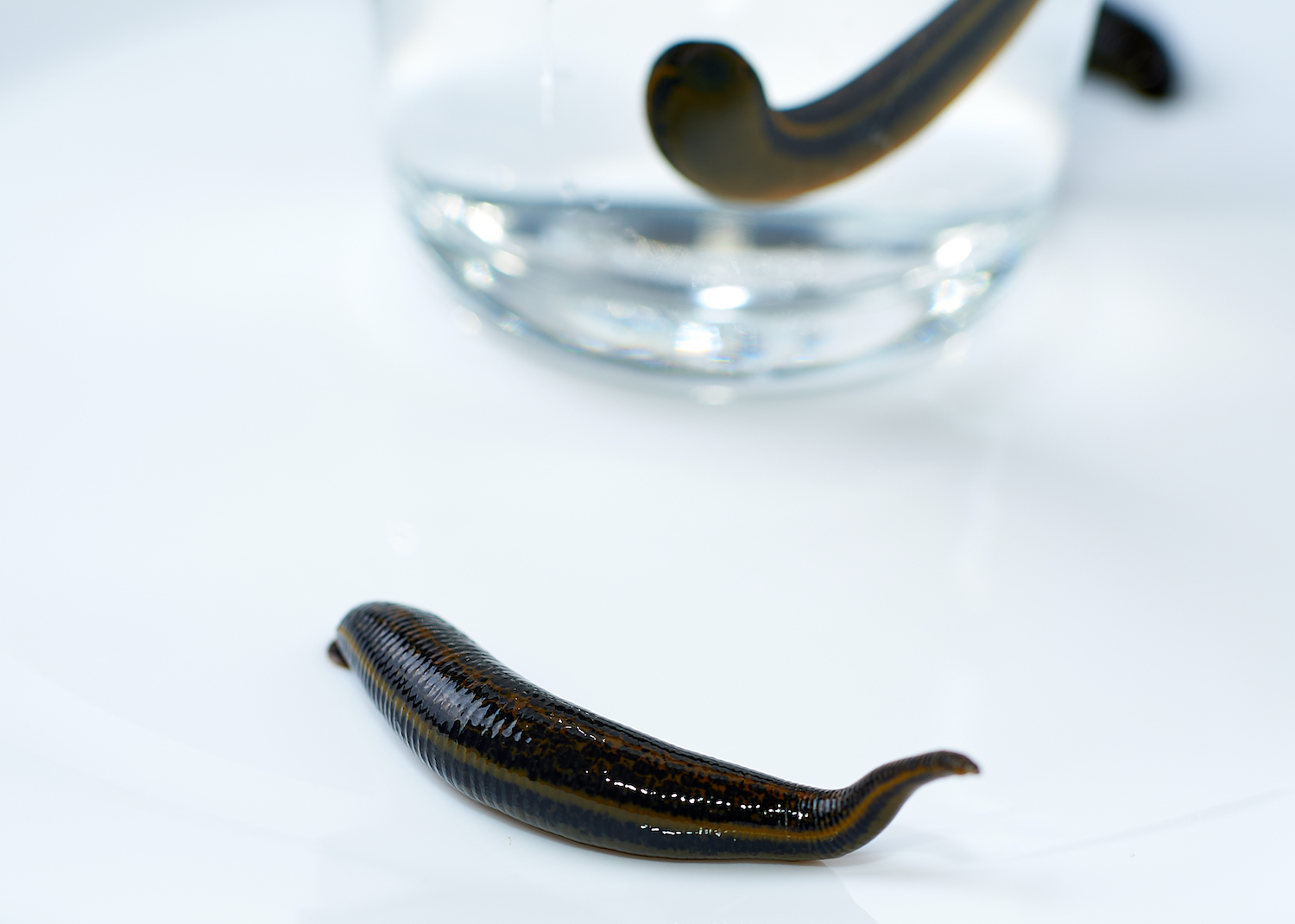 Where to get leeches and what to pay attention to?