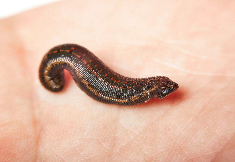 Leeches in veterinary medicine – how do we use leeches on animals?
